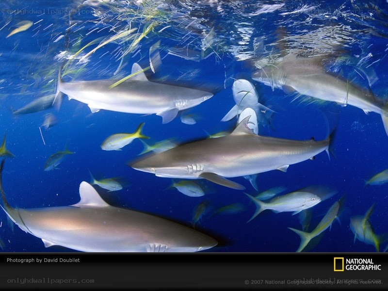 Sharks swimming underwater