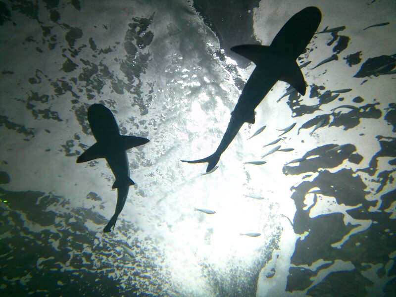 Sharks Swimming Underwater — Black