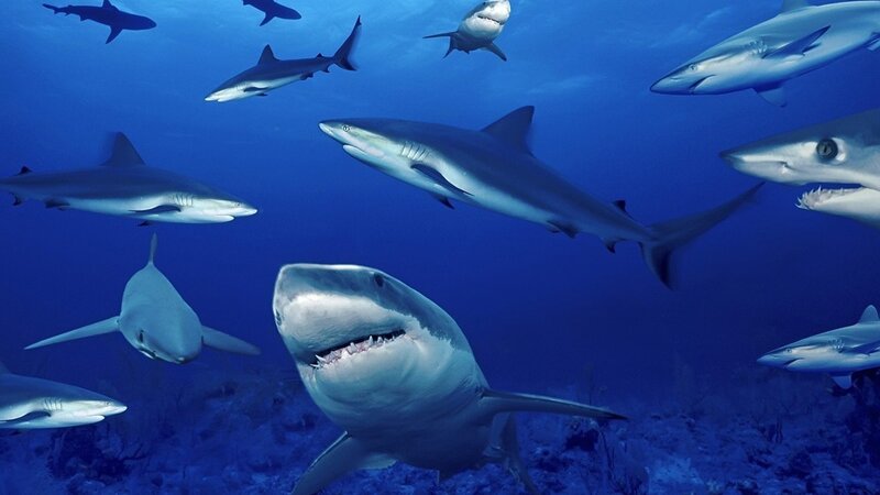 Sharks Swimming Underwater — Blue, Dramatic, Photograph, Ocean, Coral Reef, Gray