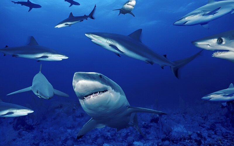 Sharks Swimming Underwater — Blue, Dramatic, Photograph, Ocean