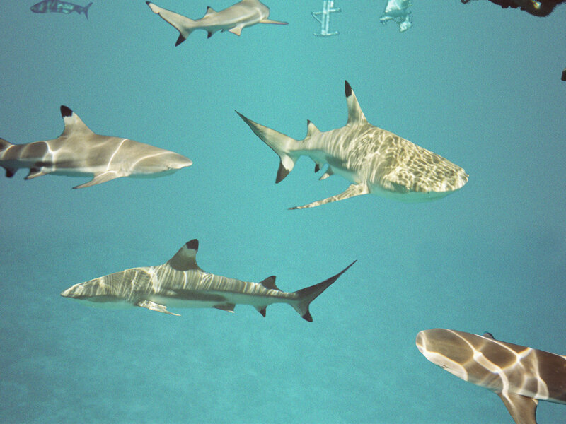 Sharks Swimming Underwater — Blue