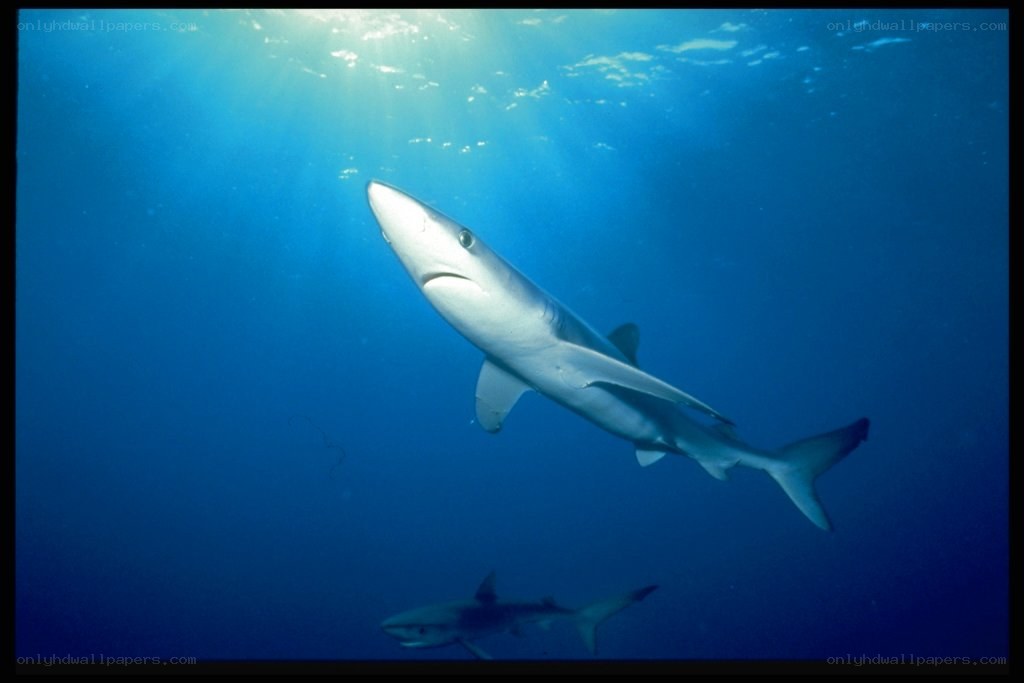 Sharks swimming underwater