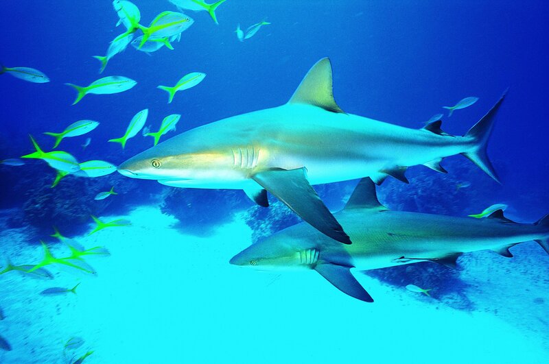 Sharks swimming with fish