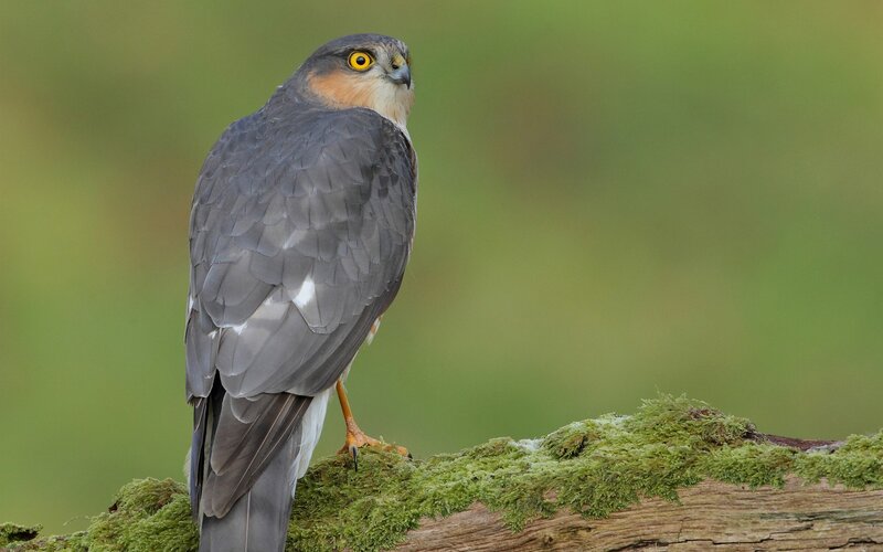 Sharp-eyed Hawk