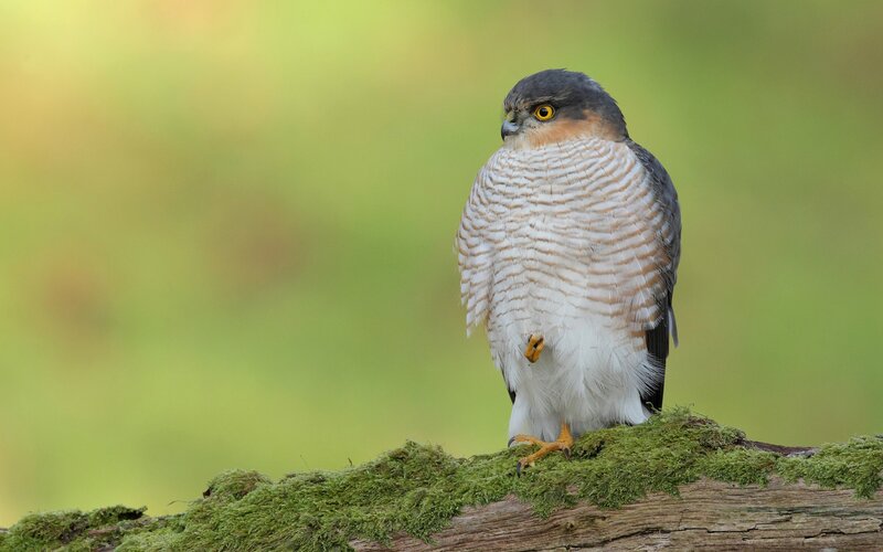 Sharp-shinned Hawk