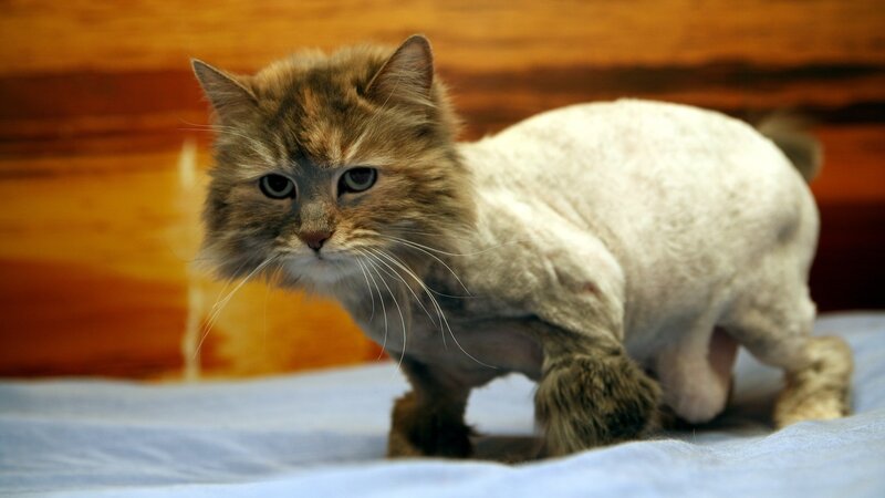 Shaved Cat with Fluffy Face