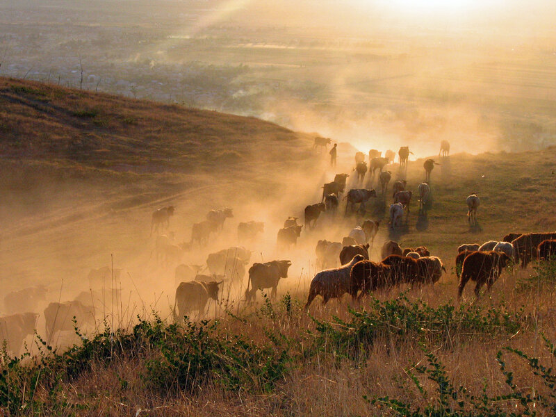 Sheep and Cattle Herd