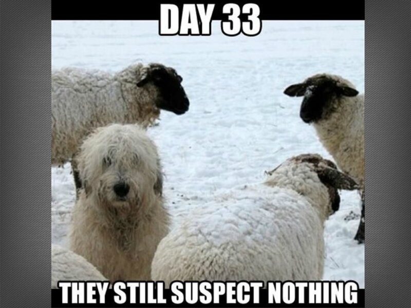 Sheep and Dog in Snow