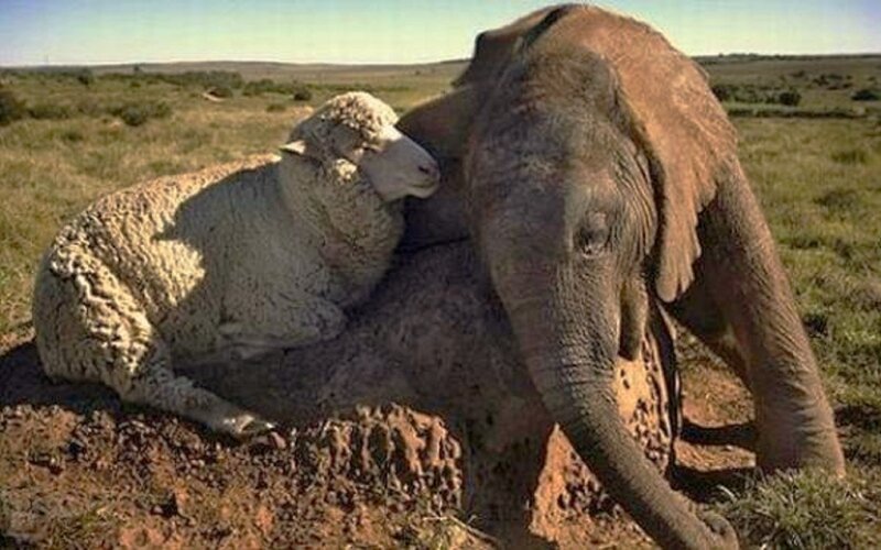 Sheep and Elephant
