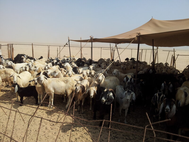 Sheep and Goats in Pen