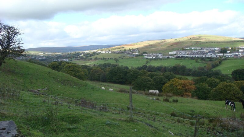 Sheep and Horses in Field