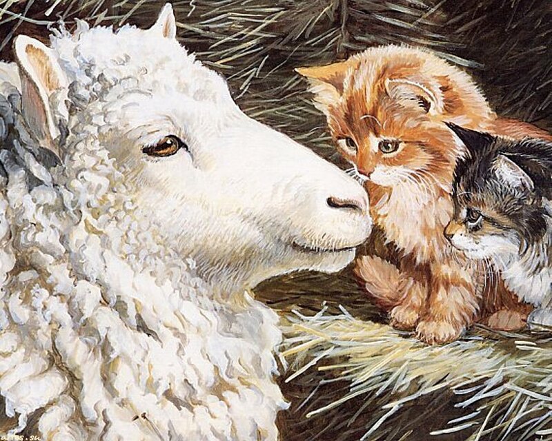 Sheep and Kittens