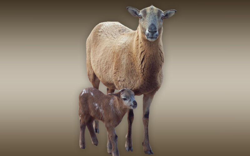 Sheep and Lamb — Brown