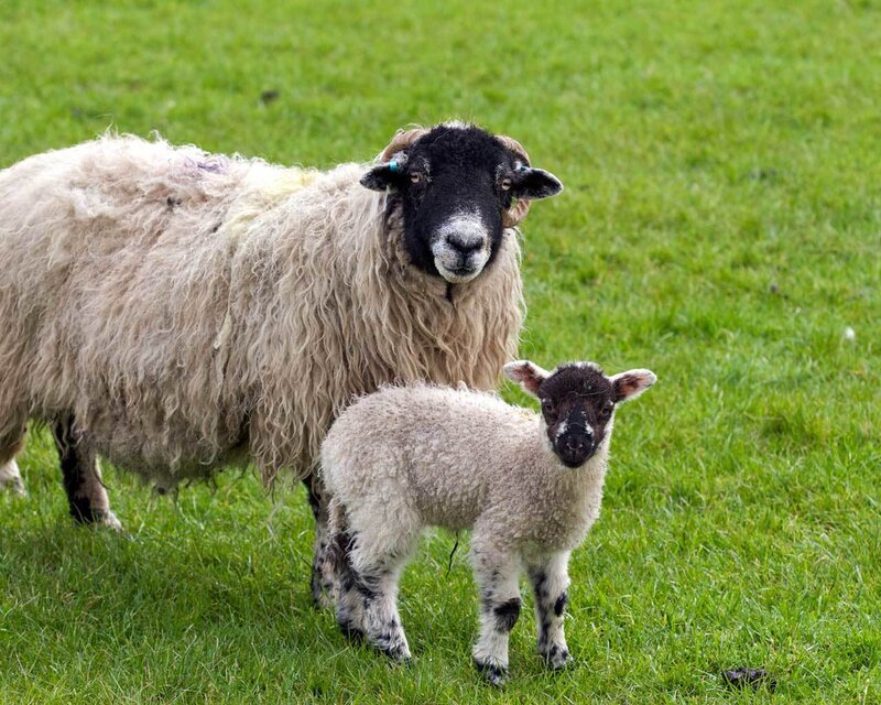 Sheep and Lamb — Green, Calm, Afternoon, Photograph