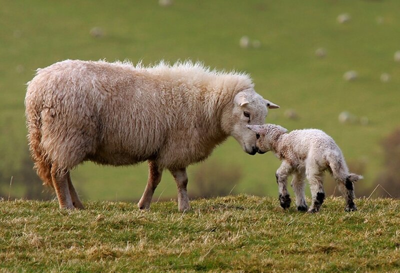 Sheep and Lamb — Green, Serene