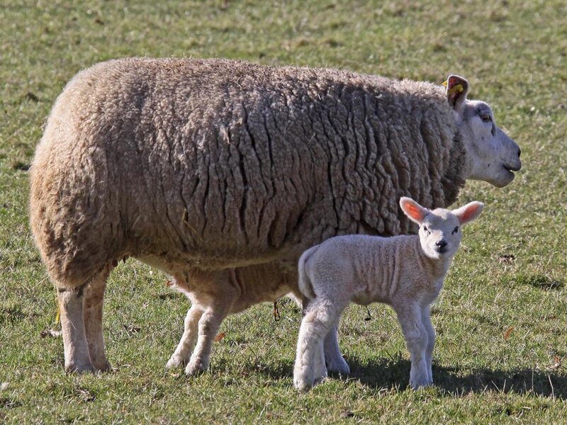 Sheep and Lamb — Green