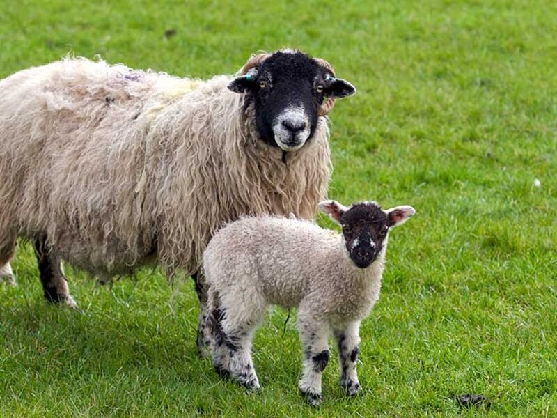 Sheep and lamb in a field