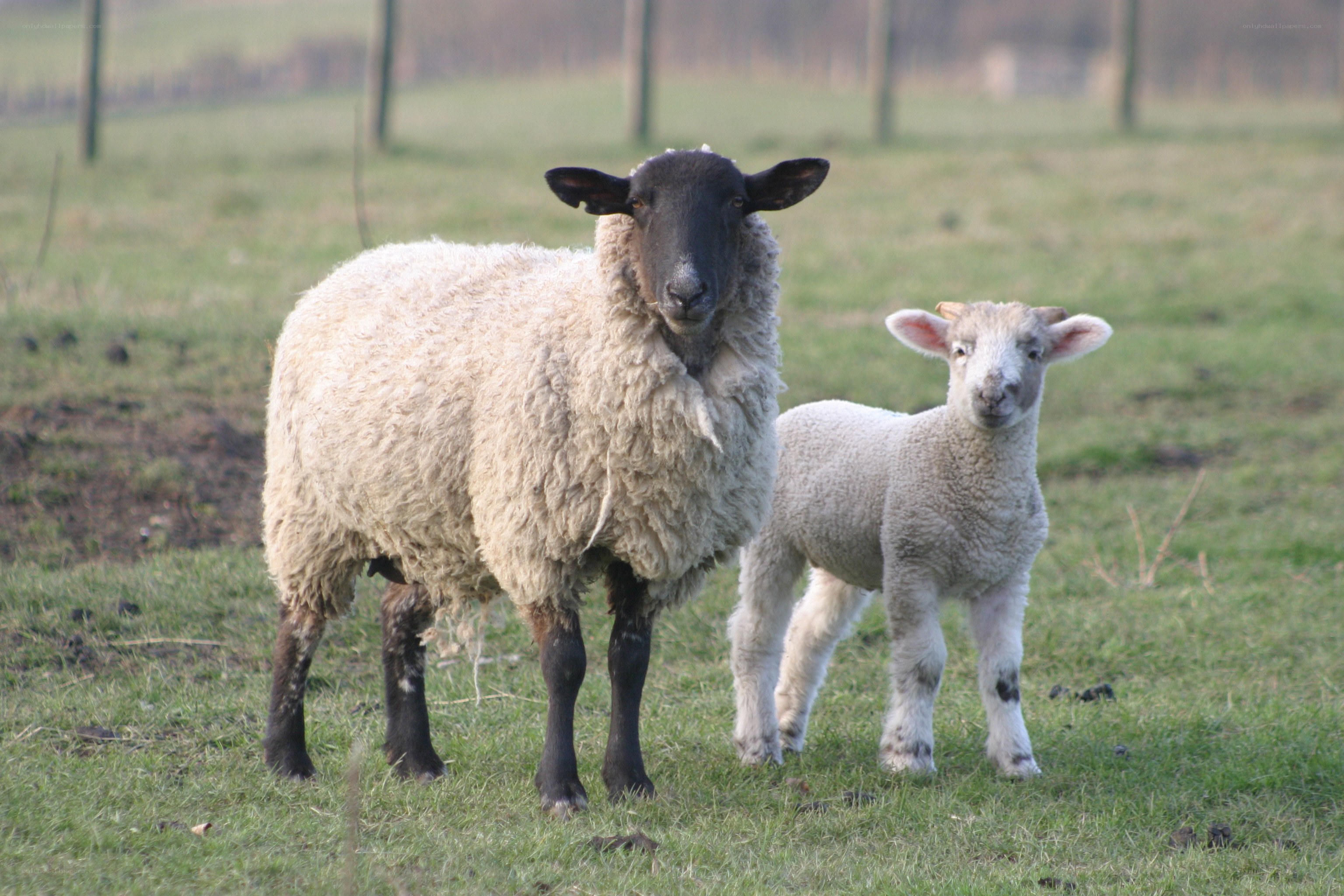Sheep and lamb in a field