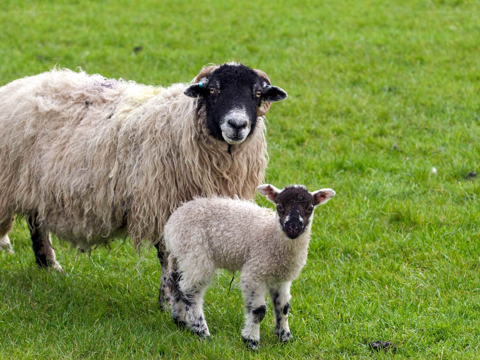 Sheep and lamb in a field