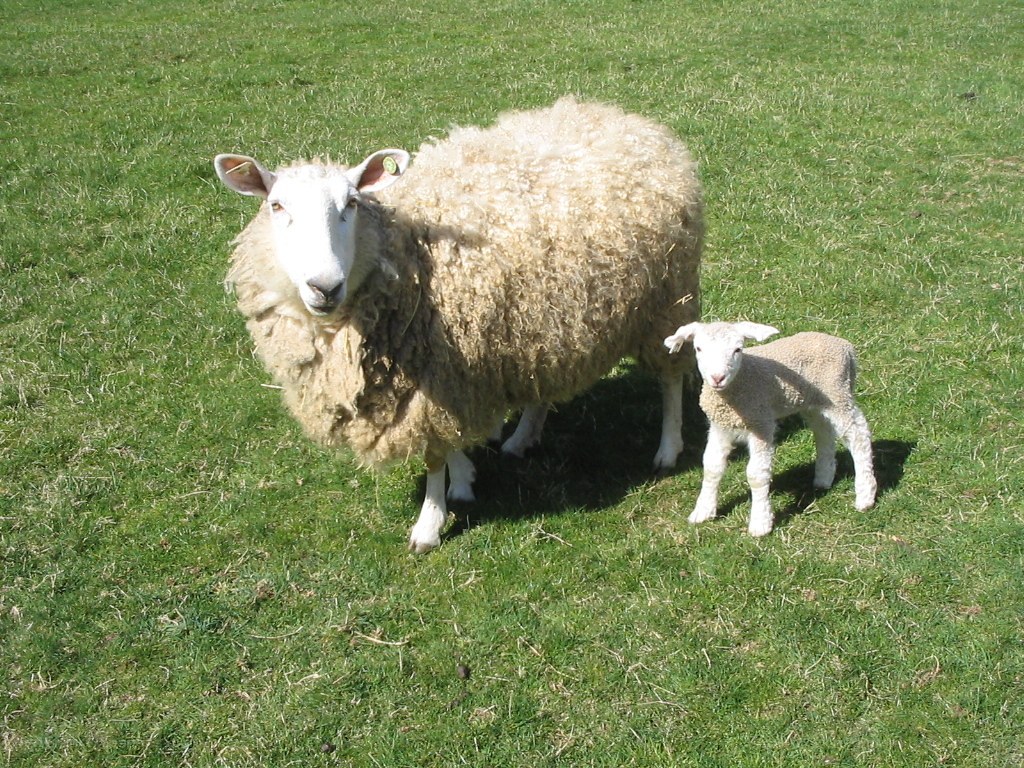 Sheep and lamb in a field