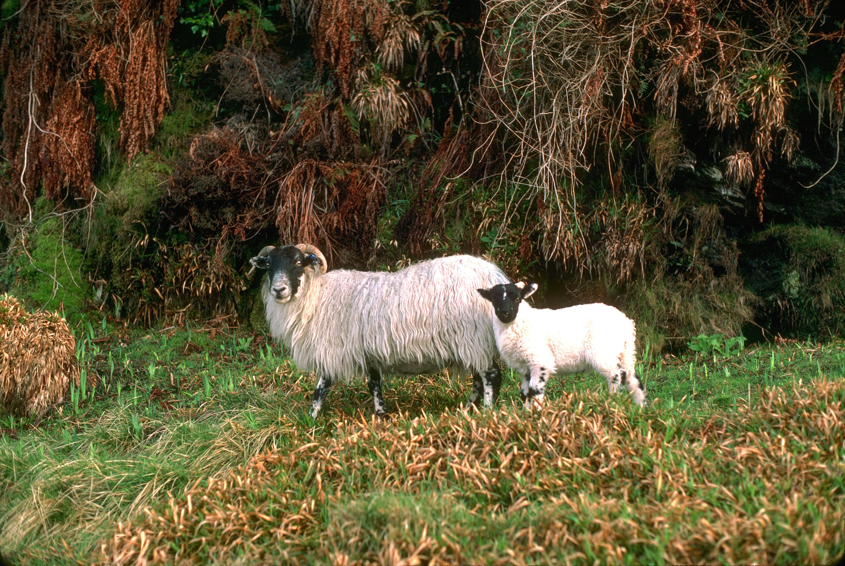 Sheep and lamb in a field