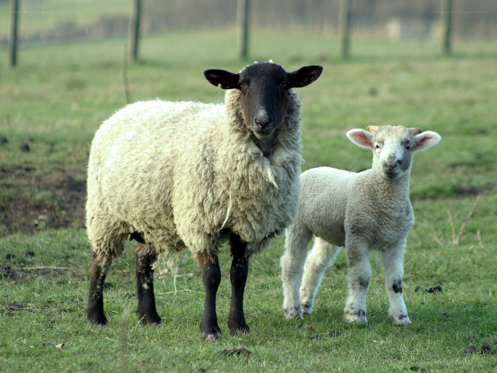 Sheep and lamb in a field