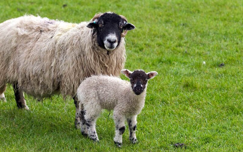 Sheep and lamb in a field