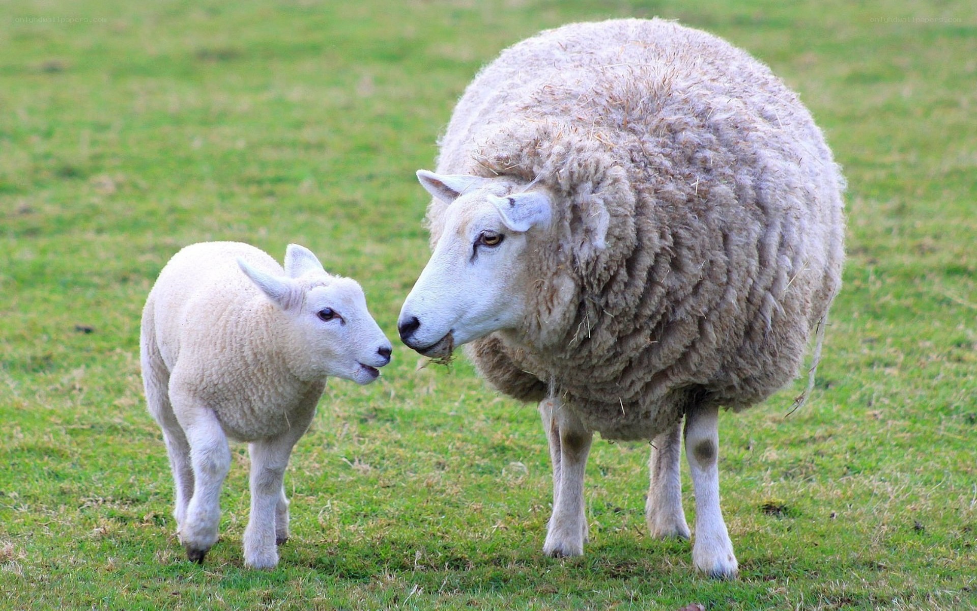 Sheep and lamb in a field
