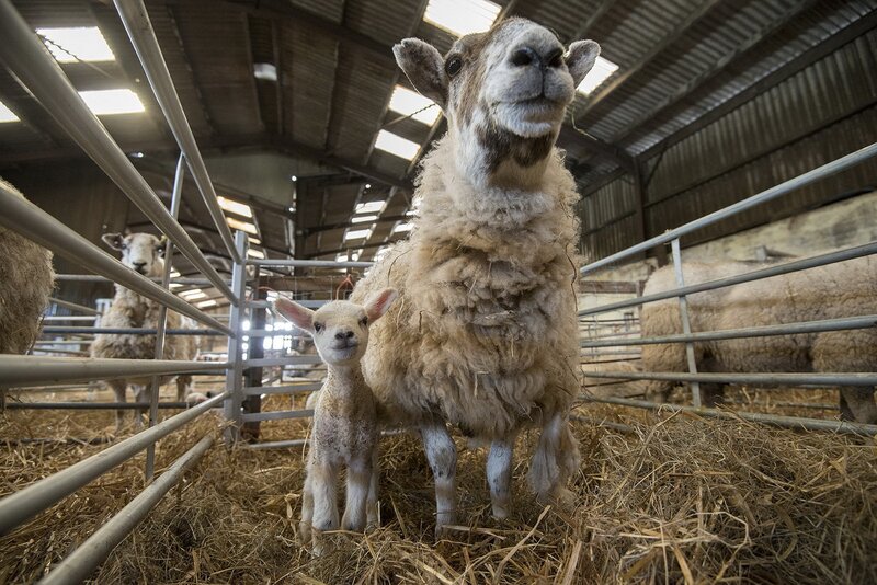 Sheep and Lamb in Barn — Brown