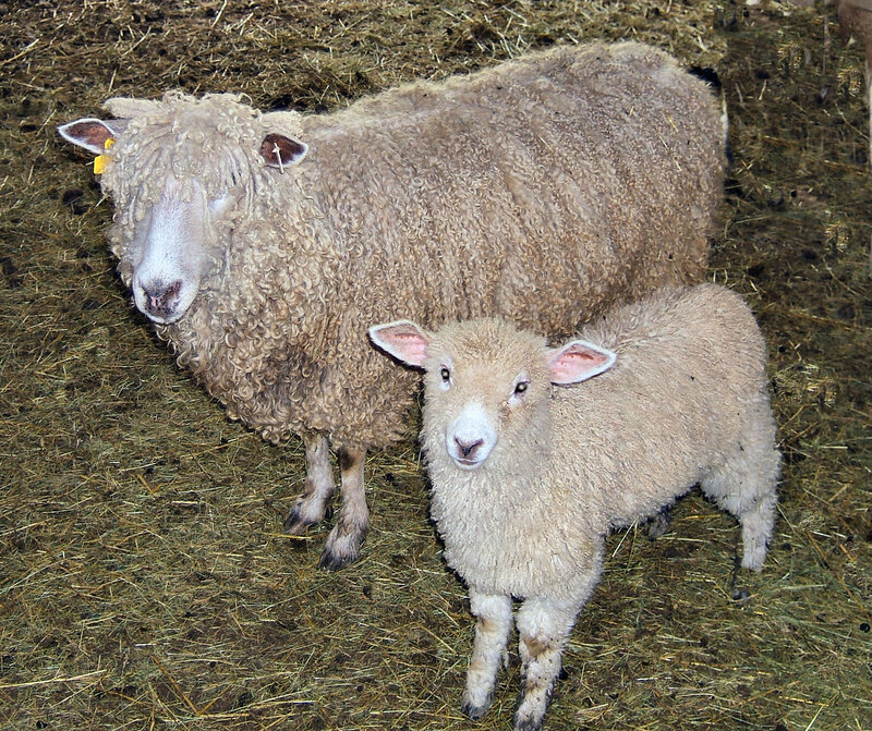 Sheep and lamb in barn