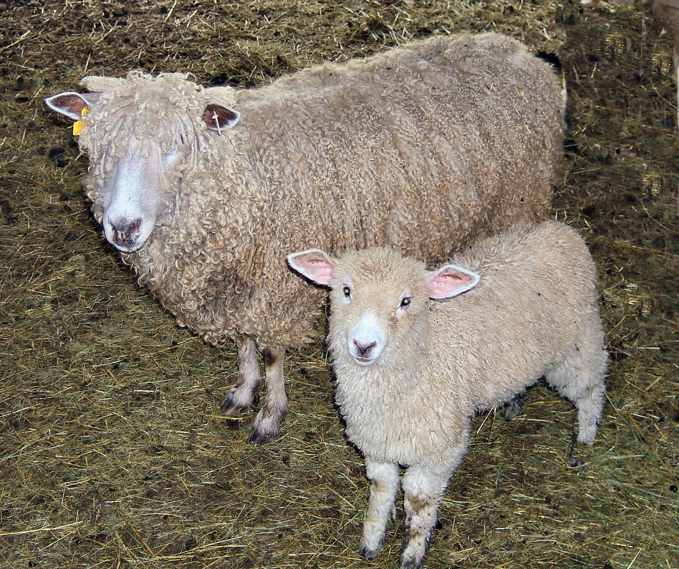 Sheep and lamb in barn