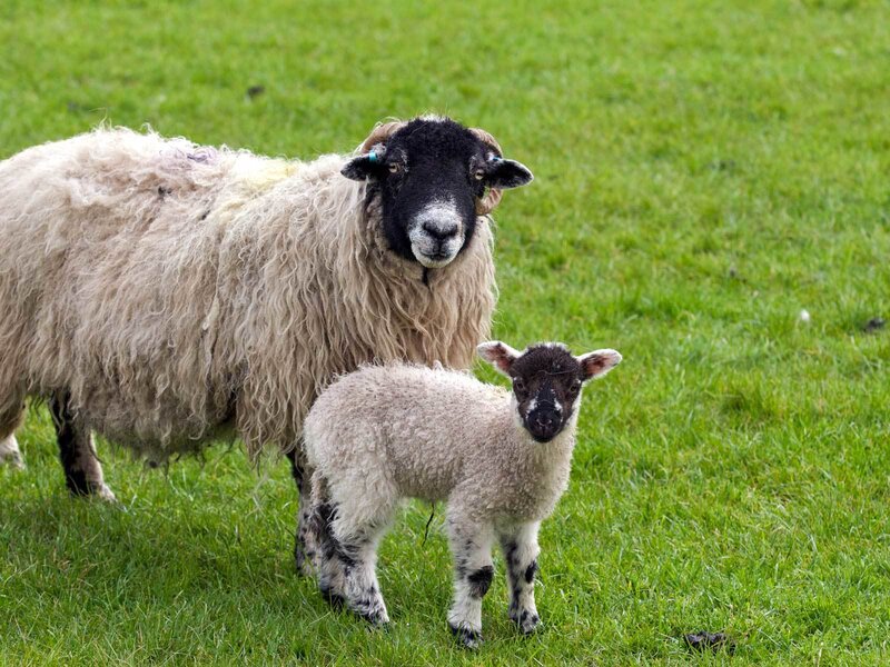 Sheep and Lamb in Field — Green, Calm, Afternoon, Photograph