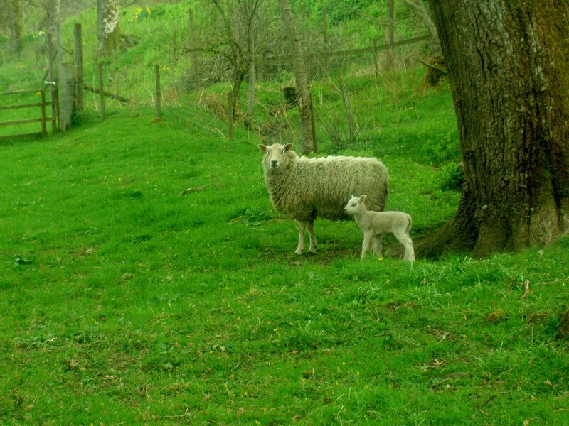 Sheep and Lamb in Field — Green, Calm, Spring