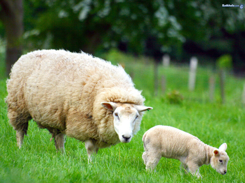 Sheep and Lamb in Field — Green, Calm