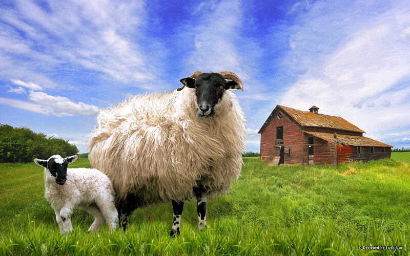 Sheep and Lamb in Field — Green, Serene