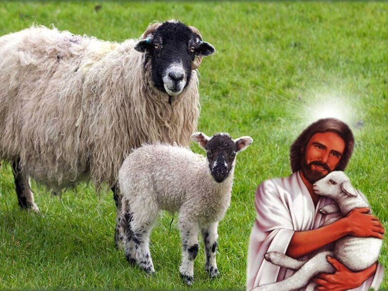 Sheep and Lamb in Field — Green