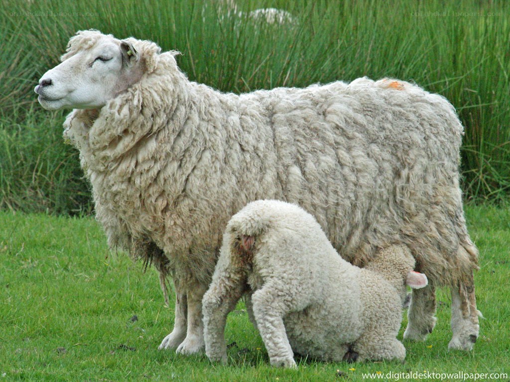 sheep and lamb in field