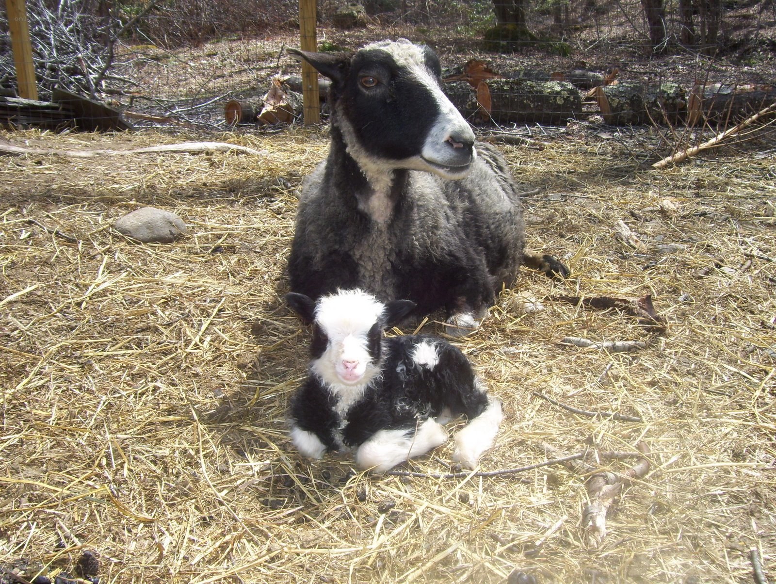 sheep and lamb in hay