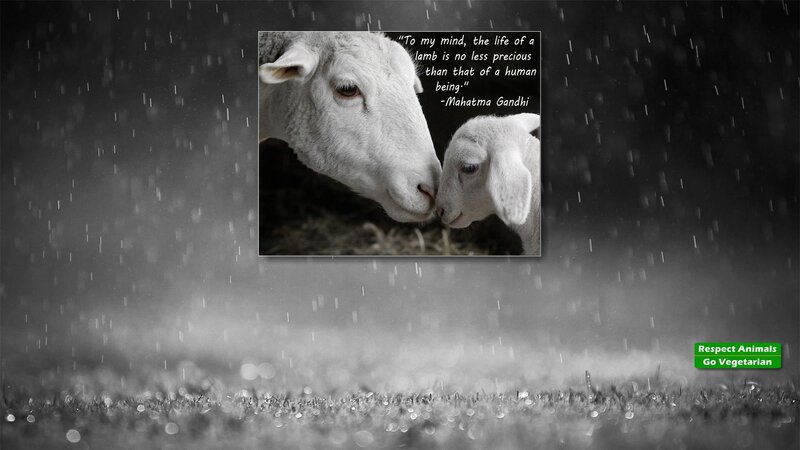 Sheep and Lamb in Rain