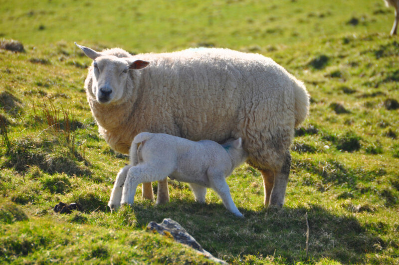 Sheep and Lamb Nursing