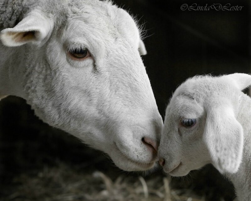 Sheep and Lamb Nuzzling