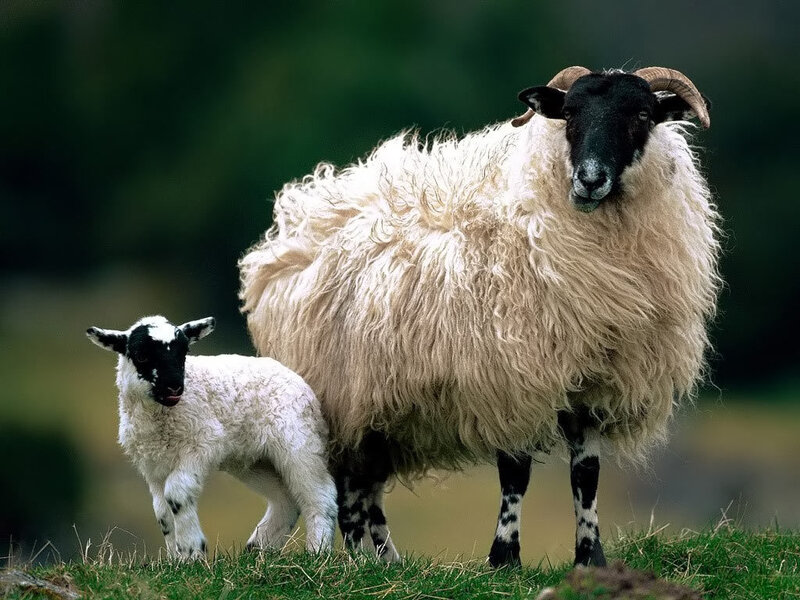 Sheep and Lamb
