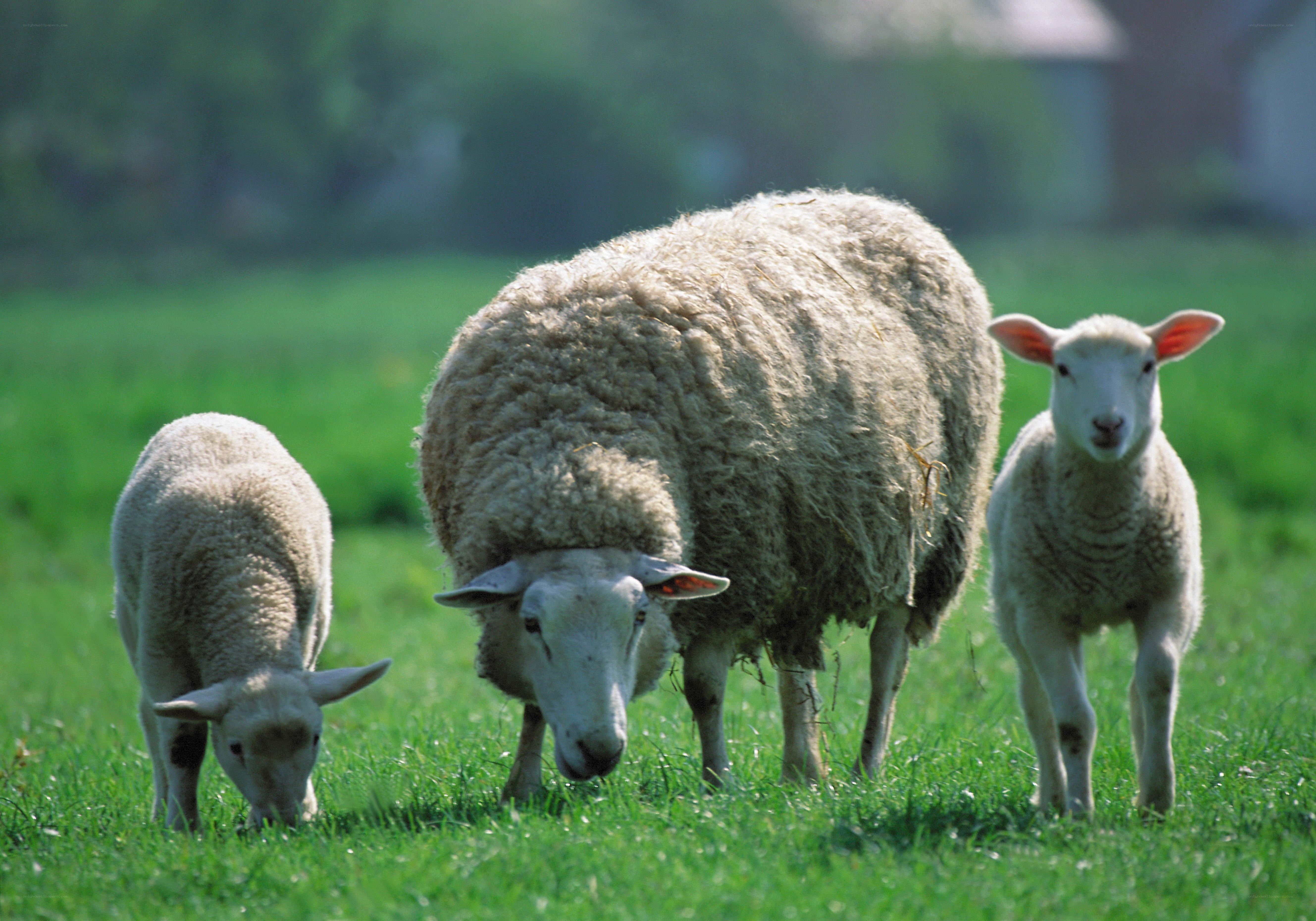 Sheep and lambs in a field
