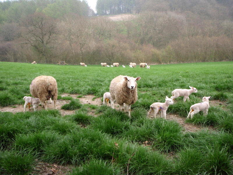 Sheep and Lambs in Field — Green