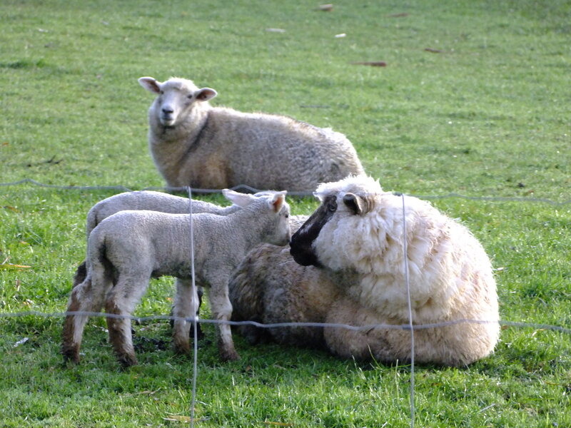 Sheep and Lambs in Field