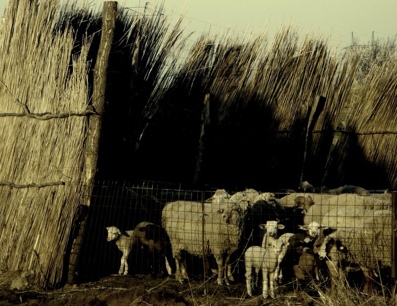 Sheep and Lambs in Pen — Brown