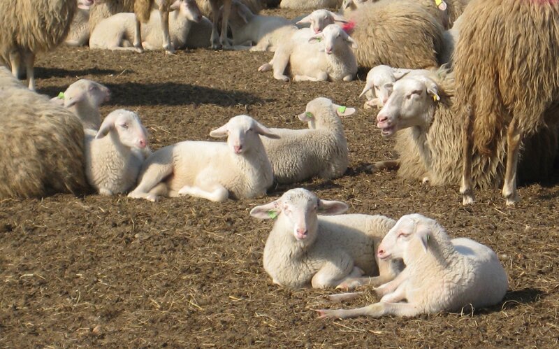Sheep and Lambs in Pen