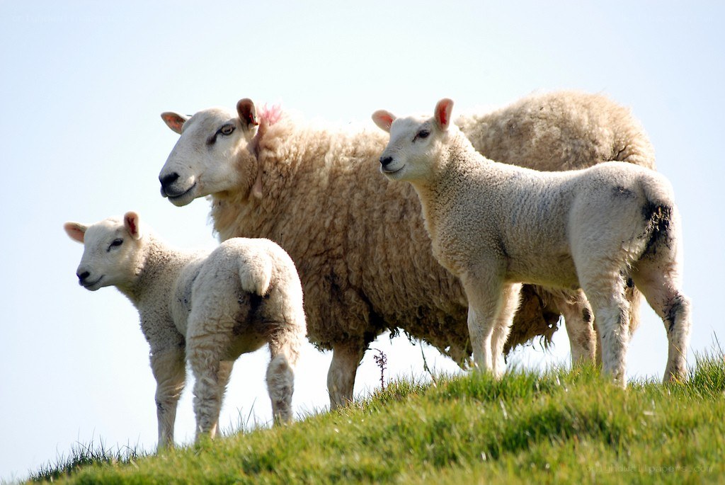 Sheep and lambs on a hill