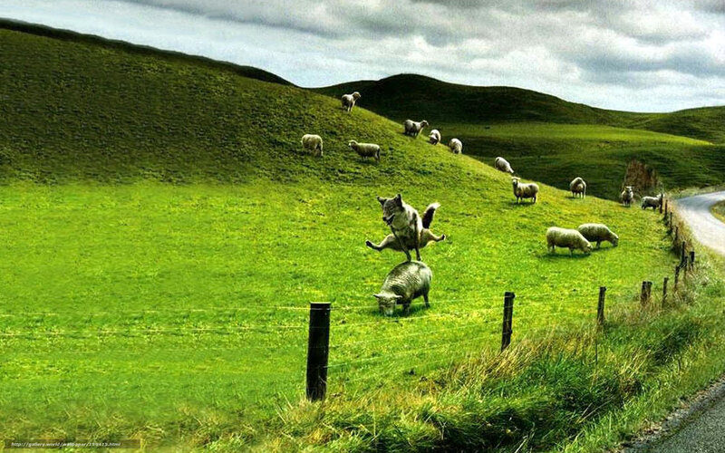 Sheep and wolf in a field