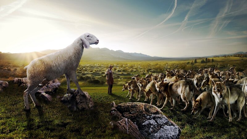Sheep and Wolves